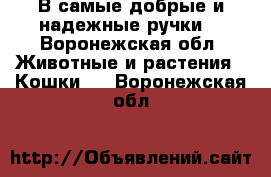 В самые добрые и надежные ручки) - Воронежская обл. Животные и растения » Кошки   . Воронежская обл.